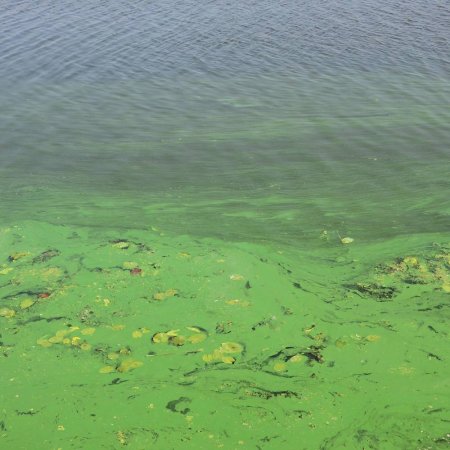 Lake Cleaning 101: Basics and Services