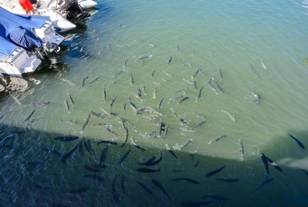 Choosing the Best Fish Feed for Your Pond