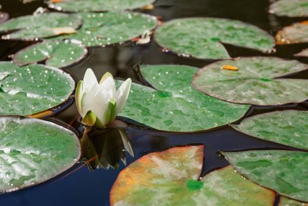 Choosing the Best Aquatic Pond Plants for a Thriving Waterbody