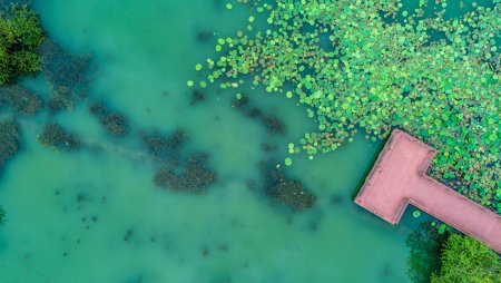 Why Do Lakes Turn Green? What Every Homeowner Should Know About Algae Blooms